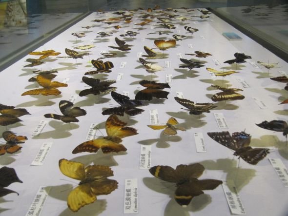 Butterfly collection, Beijing Art Museum, by Ivan Walsh