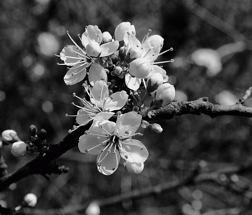 Spring Blossom by Steve Knight
